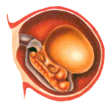 Embryo in der 03. Schwangerschaftswoche