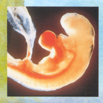 Embryo in der 04. Schwangerschaftswoche