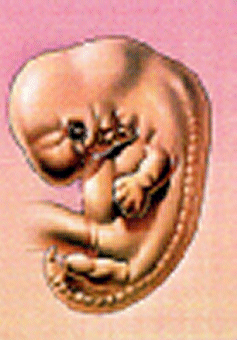 Embryo in der 05. Schwangerschaftswoche