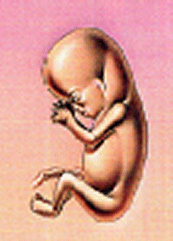 Embryo in der 09. Schwangerschaftswoche