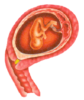 Embryo in der 12. Schwangerschaftswoche