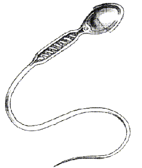 Querschnitt durch eine Samenzelle mit Kopf, Mittelstück und Schwanz