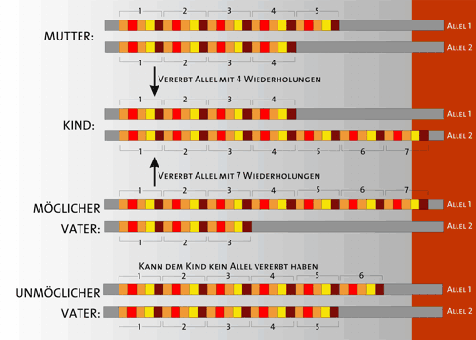 Vaterschaft