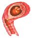 Embryo in der 01. Schwangerschaftswoche