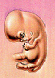 Embryo in der 07. Schwangerschaftswoche