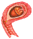 Embryo in der 08.Schwangerschaftswoche