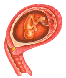 Embryo in der 12. Schwangerschaftswoche