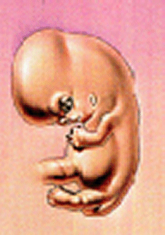 Embryo in der 07. Schwangerschaftswoche